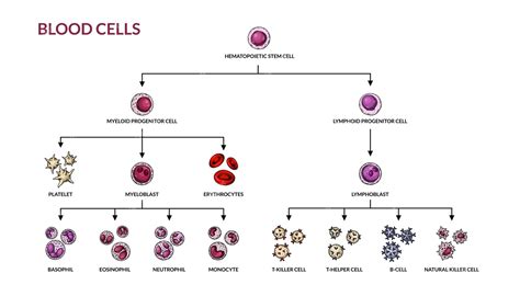 Diagrama de diferentes tipos de células sanguíneas anémicas