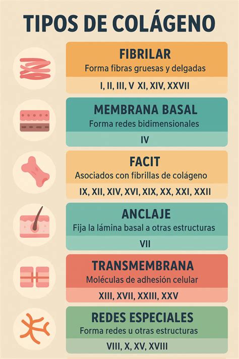 esquema de los tipos de colágeno y su ubicación