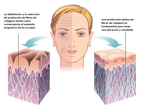 infografía sobre la disminución del colágeno con la edad