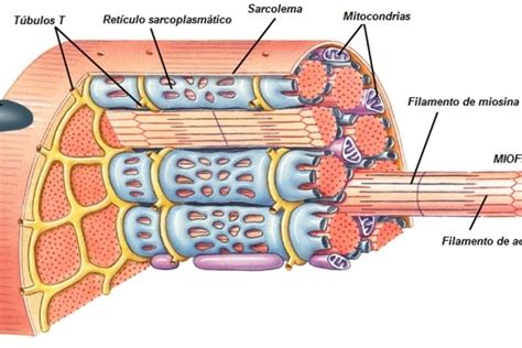 Esquema de las fibras musculares en diferentes edades