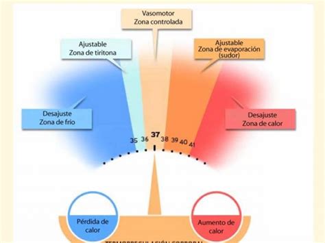 Gráfico explicativo de la regulación térmica en el adulto mayor
