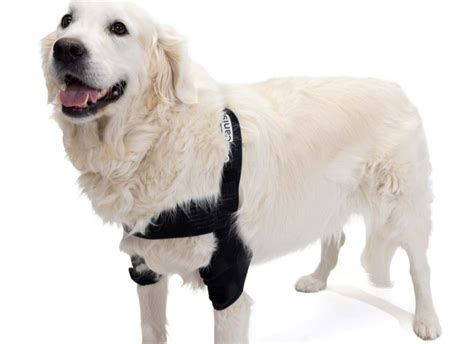 ortesis y ayudas de movilidad para perros mayores
