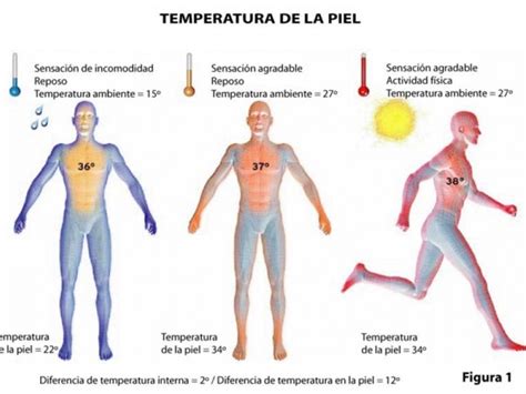 Esquema de termorregulación corporal en humanos
