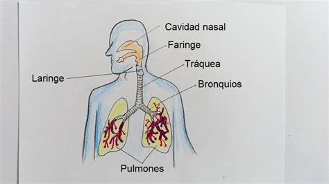 Esquema anatómico que muestra el sistema respiratorio humano y el papel de los alvéolos en el intercambio gaseoso