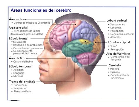 Esquema de las áreas cerebrales prefrontales y su relación con las funciones ejecutivas