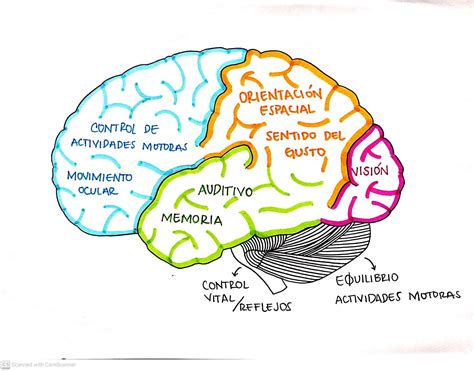 Ilustración: Representación de un cerebro con zonas afectadas por deterioro cognitivo