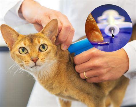 Foto de un gato con microchip o un veterinario revisando un gato