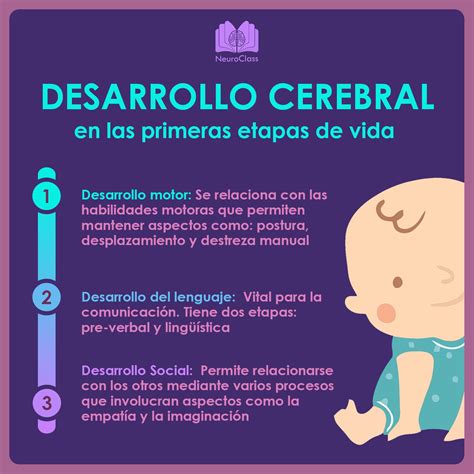 Infografía sobre el desarrollo cerebral en bebés prematuros y las zonas de vulnerabilidad (hemorragia intraventricular, leucomalacia periventricular)