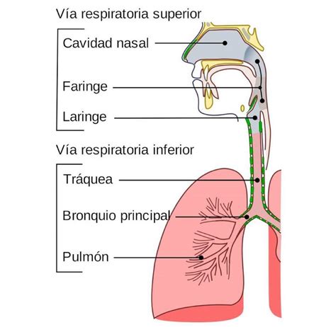 Esquema de las vías respiratoria y digestiva con el proceso de deglución