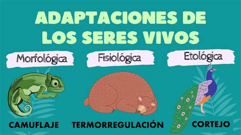 Esquema que muestra los distintos tipos de adaptaciones en un vehículo: mandos en el volante, rampas de acceso y sistemas de anclaje para sillas de ruedas.