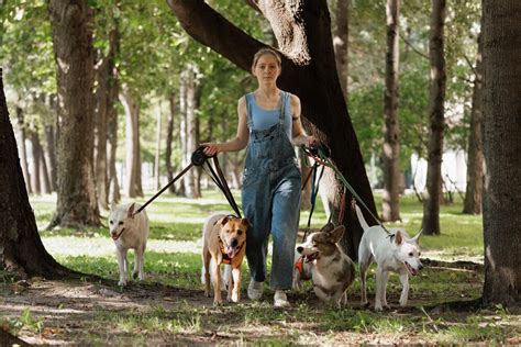 Persona paseando varios perros en un parque