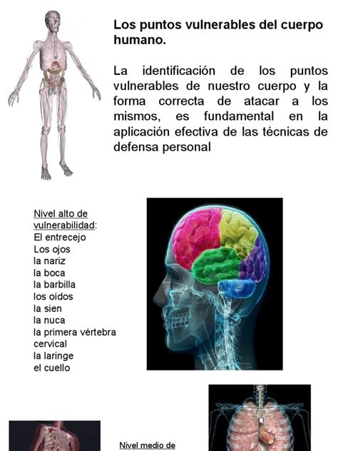 Esquema general de los puntos vulnerables del cuerpo humano