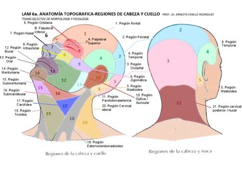 Diagrama de puntos vulnerables en la cabeza y el cuello