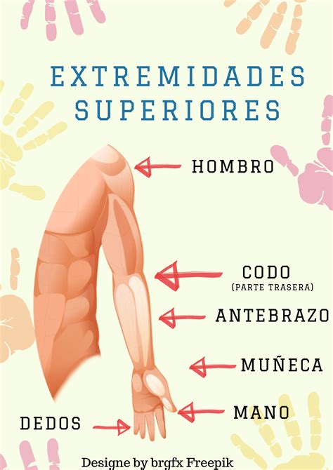 Diagrama de puntos vulnerables en las extremidades superiores