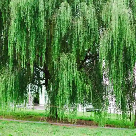 Imagen de la planta Salix alba (sauce blanco), fuente original de la salicina.
