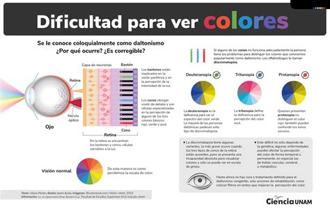 Infografía que muestra la diferencia en la percepción del color para personas con visión normal y con diferentes tipos de daltonismo (rojo-verde, azul-amarillo, acromatopsia)