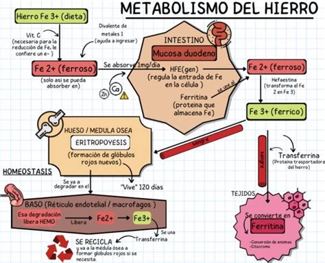Esquema del metabolismo del hierro y las causas de la deficiencia de hierro