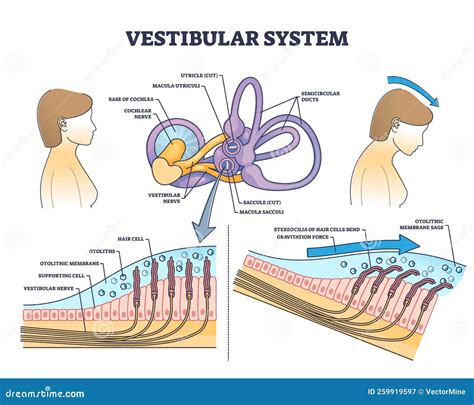 Esquema del sistema vestibular y su conexión con el cerebro para el control del equilibrio.