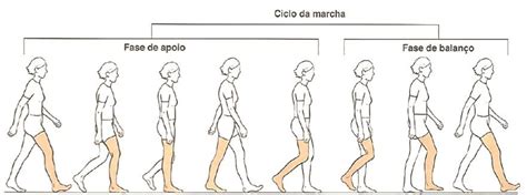 Ilustración detallada de las fases del ciclo de la marcha (apoyo y balanceo) con sus subfases.