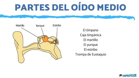 Esquema detallado del oído humano y sus partes principales: externo, medio e interno.