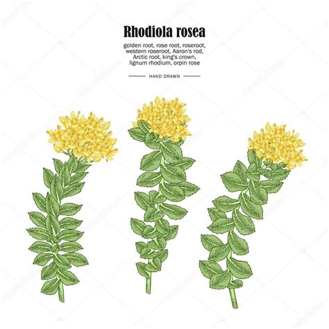 Ilustración de Rhodiola Rosea o rodiola.