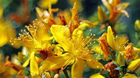 Flor de hipérico (hierba de San Juan).
