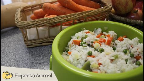 Plato de comida casera para perro con pollo, arroz y zanahorias