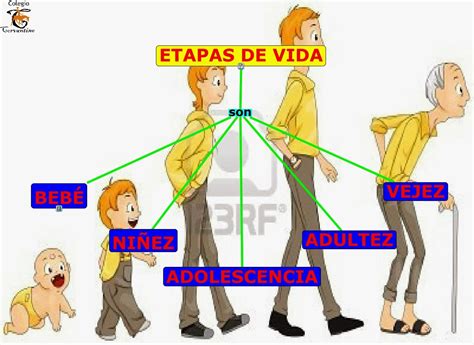 Esquema de las etapas de la vida humana con énfasis en la vejez