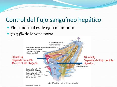 Gráfico comparativo del flujo sanguíneo hepático entre individuos jóvenes y ancianos