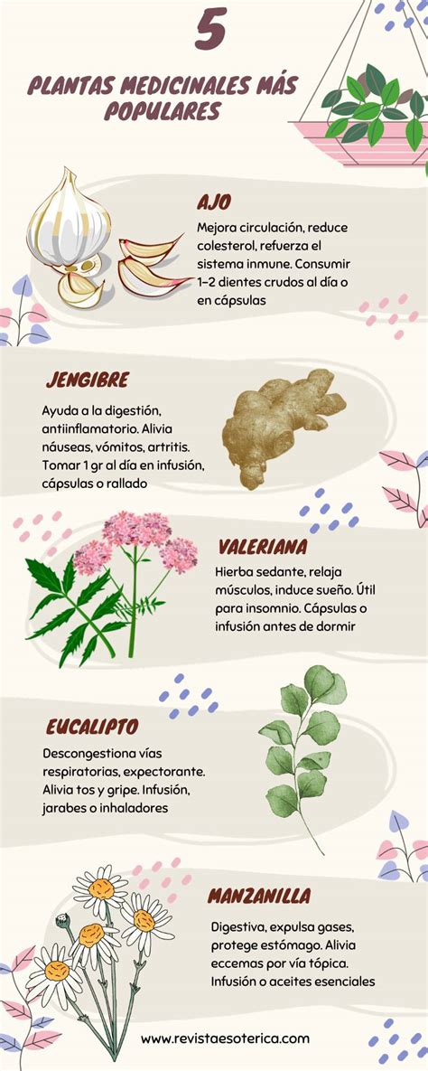 Infografía: Principales plantas medicinales usadas por adultos mayores y sus beneficios.