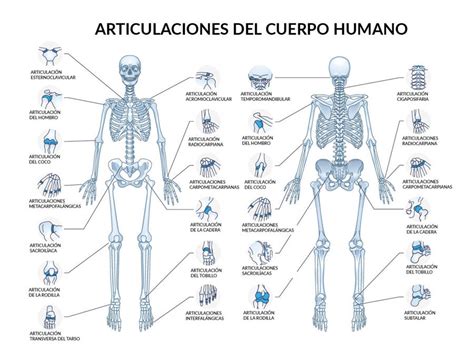 Esquema de las principales articulaciones del cuerpo humano