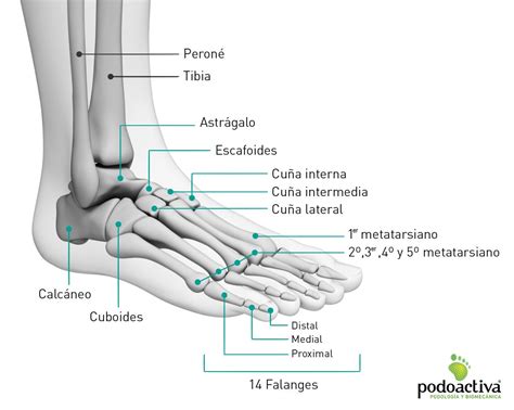 Esquema de las partes del pie humano con énfasis en nervios y huesos