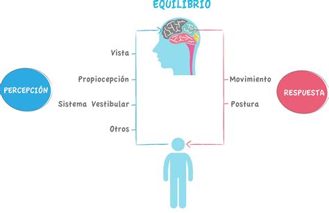 Esquema de los tres sistemas del equilibrio humano (visual, vestibular, propioceptivo)