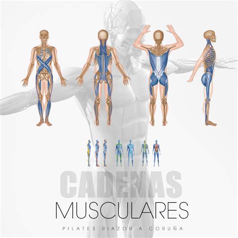 Ilustración de las principales cadenas musculares en el cuerpo humano, mostrando las conexiones entre músculos y fascias