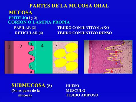 Esquema comparativo de los cambios histológicos en la mucosa oral y la estructura dérmica durante el envejecimiento.