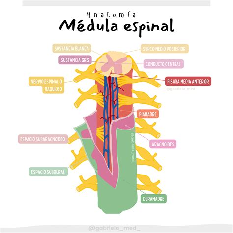 Esquema de la anatomía del cerebro y la médula espinal con las meninges resaltadas