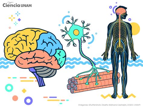 Esquema de las conexiones neuronales y la neuroplasticidad