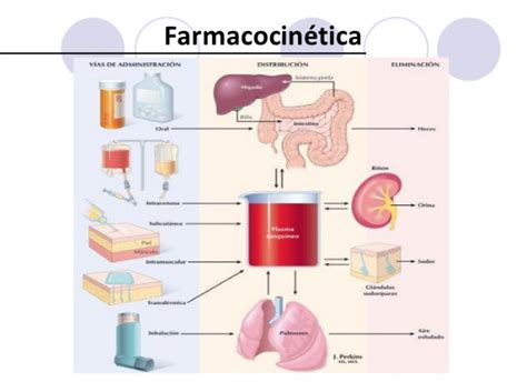 Esquema de las modificaciones farmacocinéticas en el anciano (absorción, distribución, metabolismo, eliminación)