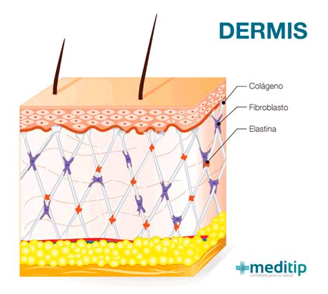 Esquema de las capas de la piel: epidermis, dermis y tejido subcutáneo con el impacto del envejecimiento (atrofia y pérdida de elasticidad).