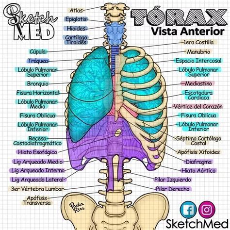 Esquema anatómico del tórax con órganos internos