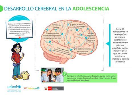 Infografía: Ciclo de desarrollo del cerebro adolescente y efectos de sustancias