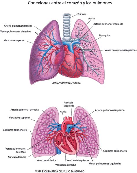 Infografía: Relación entre corazón, pulmones y edema