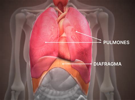 Esquema de los pulmones y el diafragma en un adulto mayor