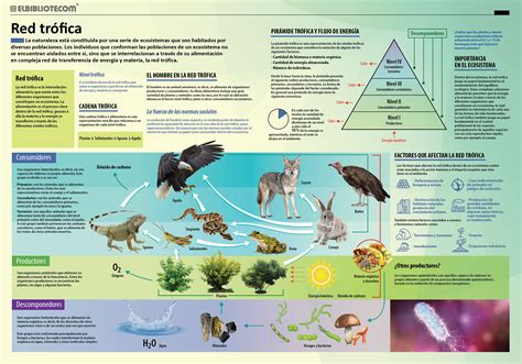Infografía que muestra la cadena trófica y cómo la desaparición de una especie afecta el equilibrio del ecosistema.
