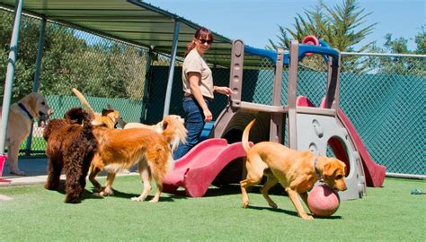 foto de perros felices jugando en una guardería canina