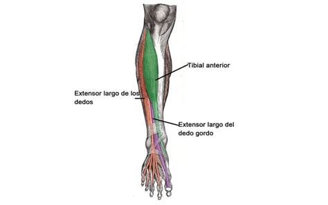 Esquema anatómico del compartimento anterior de la pierna señalando el músculo tibial anterior