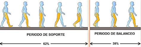 Infografía que ilustra la fase de balanceo y el contacto del talón en la marcha humana