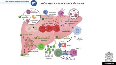 Diagrama de los riesgos de salud: interacción de fármacos, daño hepático y aumento de caídas por consumo de alcohol.