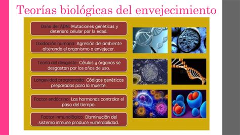 Esquema de cambios fisiológicos en el envejecimiento (pérdida muscular, densidad ósea)