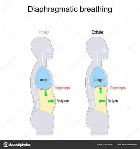 Diagrama de respiración diafragmática